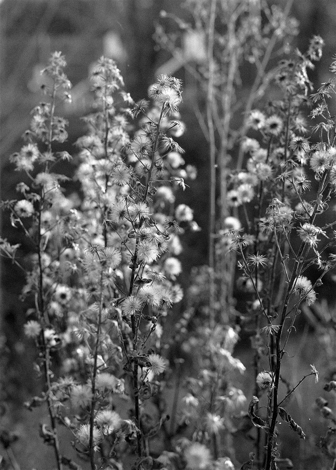 Humide au printemps 3