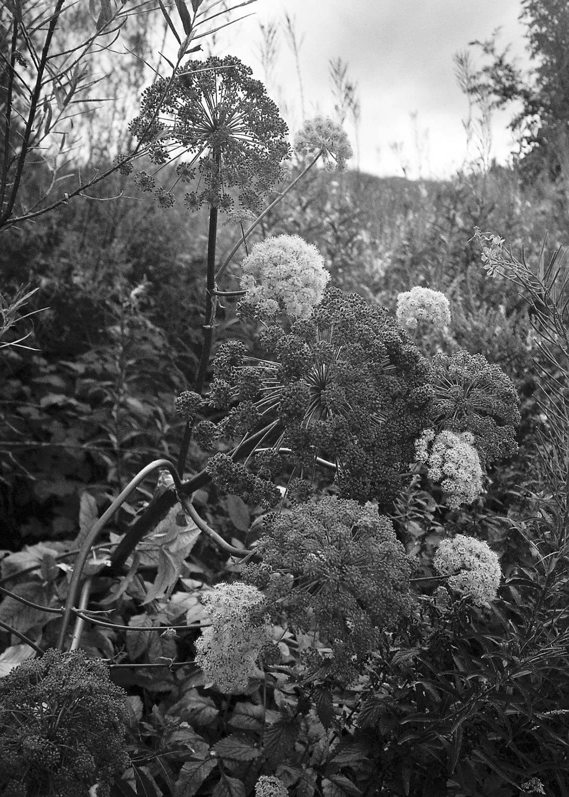 Humide au printemps 1