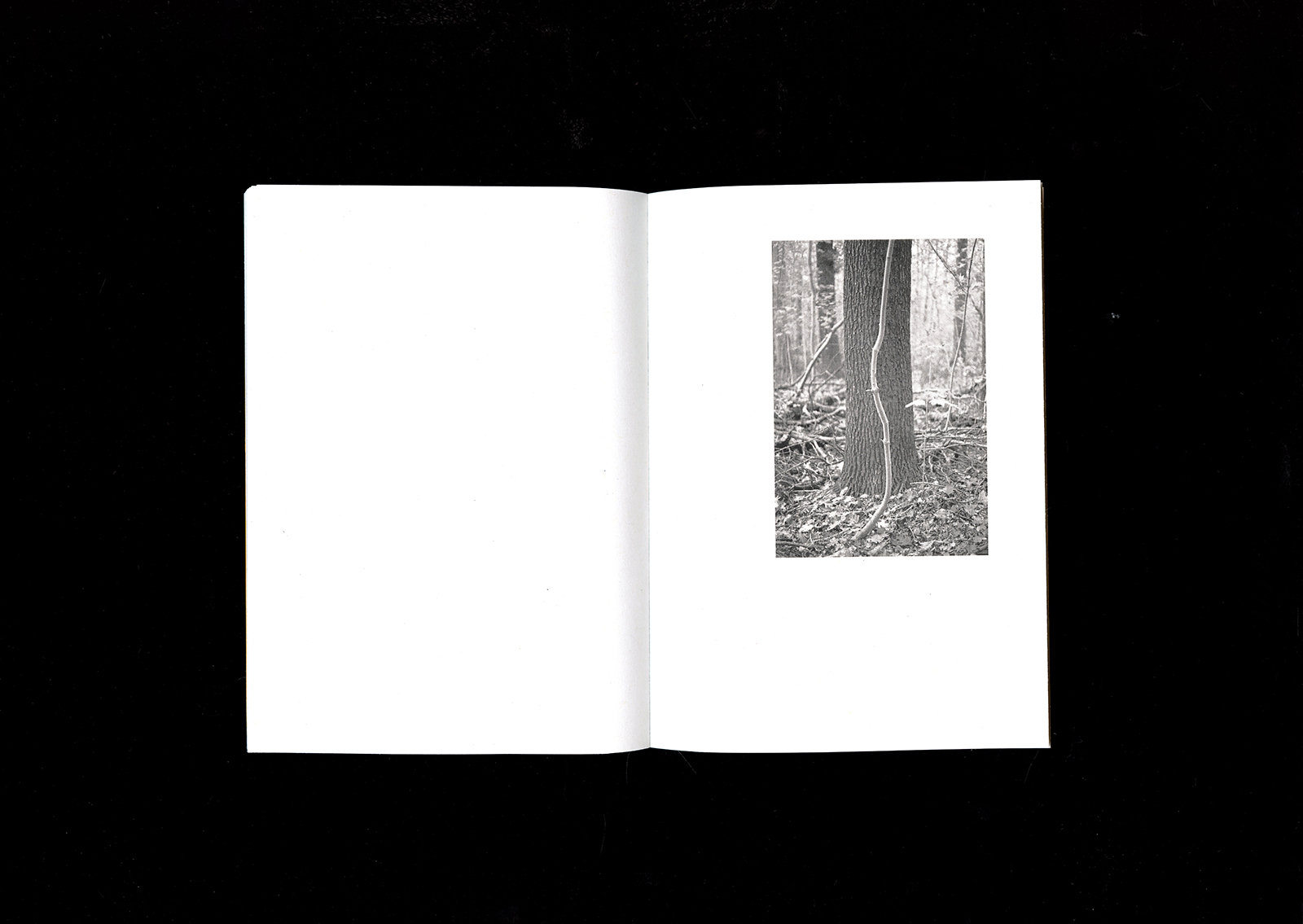 Journey to the woods 4